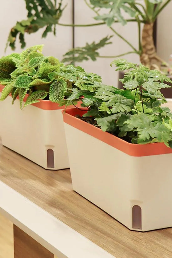 Aqua Layer Rectangular Self-Watering Planter
